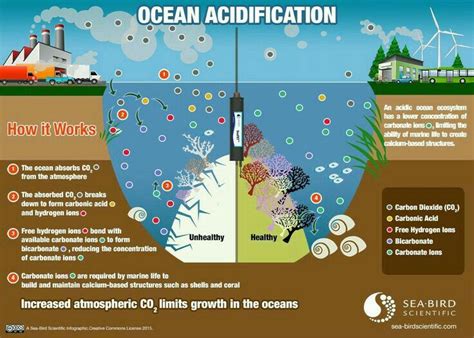 Diagram Of Ocean Acidification