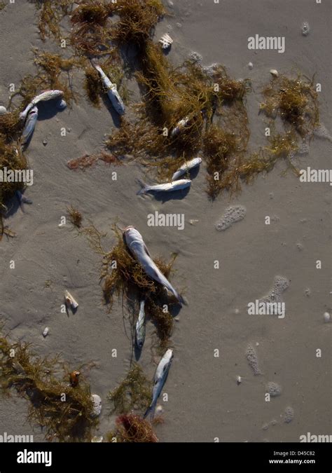 Thousands Of Fish Have Died From Red Tide Harmful Algal Bloom In