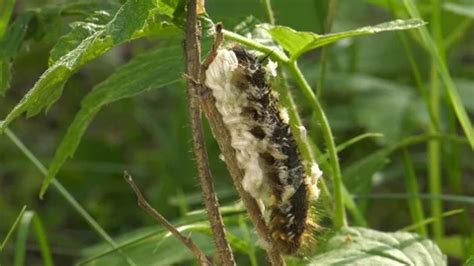 Larvae of the parasitoid wasps on the с... | Stock Video | Pond5