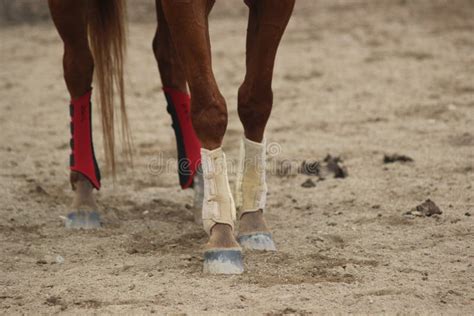 Paardenbenen Stock Foto Image Of Grond Stier Voet 32137522