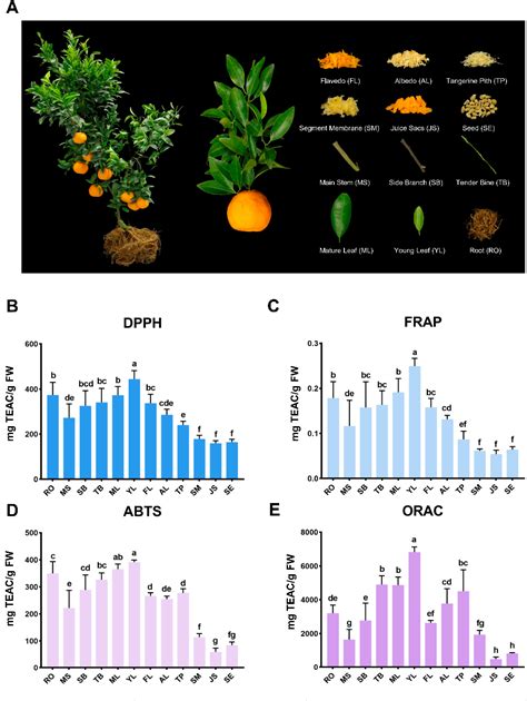 Figure From Metabolome And Transcriptome Analysis Revealed The Basis