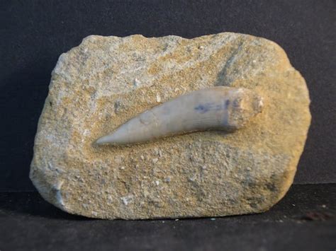 Enchodus fossils for sale