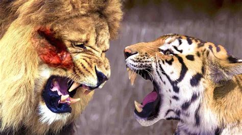 Lion And Tiger Fight