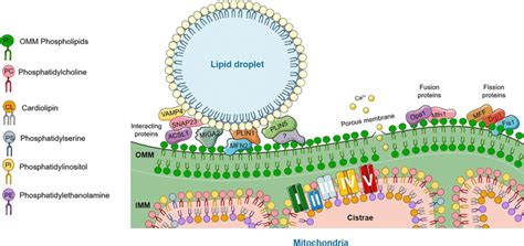 mitochondria membrane composition, highlighting phospholipid asymmetry ...