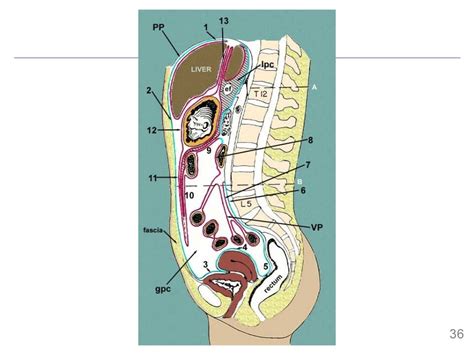 Mesoderm I