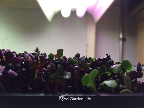 Guide: How to Grow Microgreens at Home (Easy, Inexpensive, Delicious