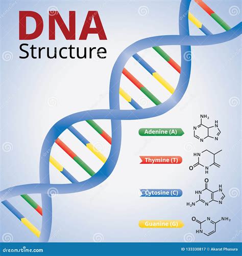 Spirale Di Dna Un Illustrazione Della Struttura Delle Molecole Del Dna