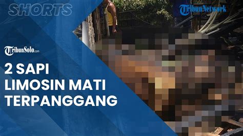 Berita Solo Harti 2 Sapi Limosin Harga Puluhan Juta Di Sragen Mati