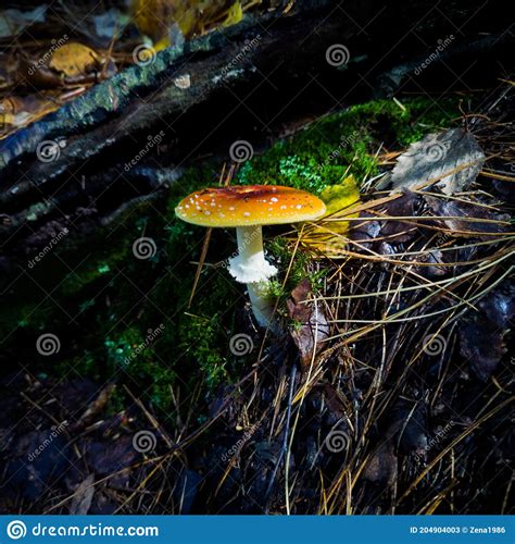 Yellow Mushroom Fly Agaric In The Wet Forest Amanita Muscaria