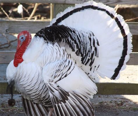 Biggest Turkey Breeds In The World And Their Pictures