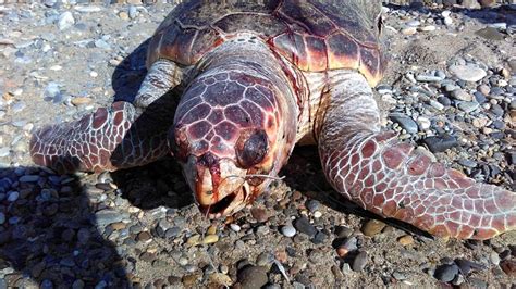 Dead Turtle Washed Up In Mythimna Kissamos News