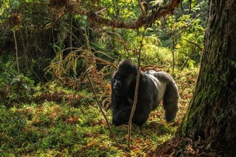 How To Get Gorilla Trekking Permits In Rwanda Uganda Horizon Guides