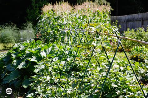 Planning For A Fall Vegetable Garden