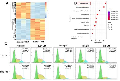 IR 817 Induces Melanoma Cell Cycle Arrest In G0 G1 Phase A Heat Map