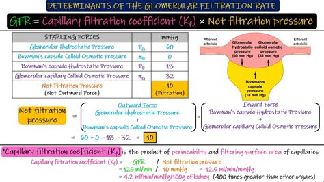 Determinants Of Gfr Chapter 27 Part 2 Guyton And Hall Physiology