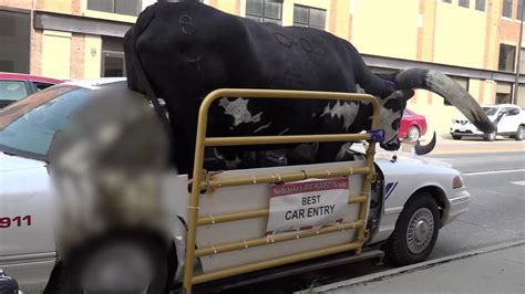 Live Bull Rides Shotgun In Car Driver Gets Pulled Over By Police In