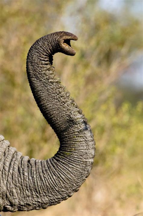 elephant trunk google search elephants  elephant photography