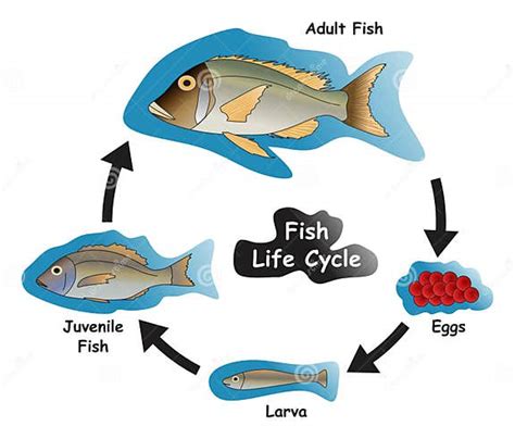 Fish Life Cycle Infographic Diagram Stock Vector - Illustration of ...