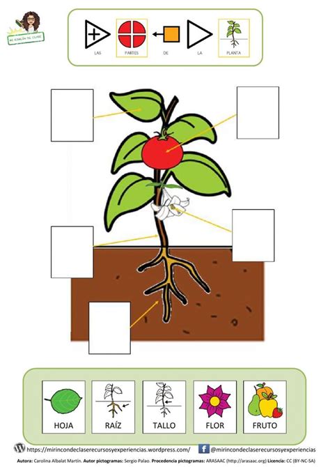 Ficha Interactiva De Las Plantas Para Tea Puedes Hacer Los Ejercicios Online O Descargar La