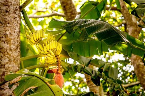 Banano Alberi Da Frutta Coltivazione Banane