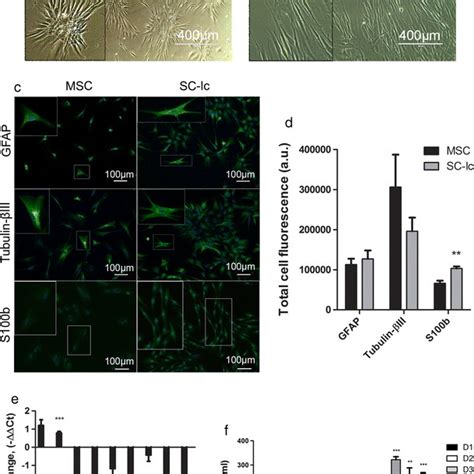 The Phenotypic Characterization Of Mscs And Sc Lcs The Morphology Of A