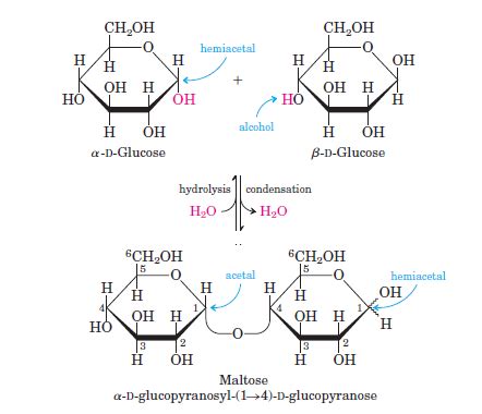 biochemistry - Bonding between amylopectin and amylose - Chemistry ...