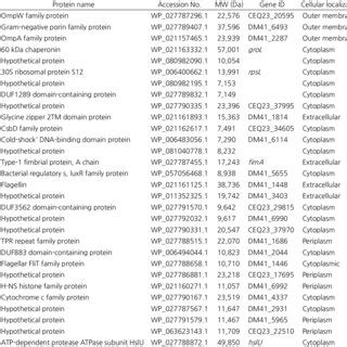 Major proteins identified in the outer membrane vesicles derived from ...