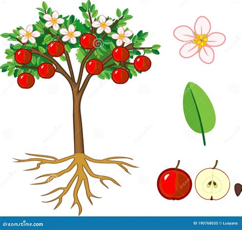 Partes De La Planta Morfología Del Manzano Con Flores De Frutos Hojas