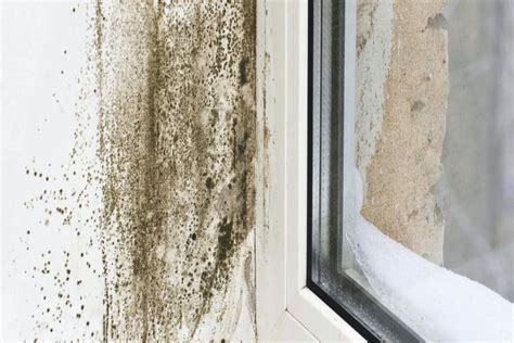 How To Get Mold Off Walls Online Cityofclovis Org