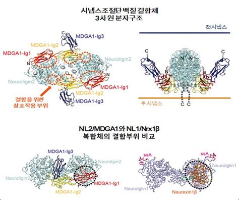 시냅스 조절 핵심단백질 구조 밝혀