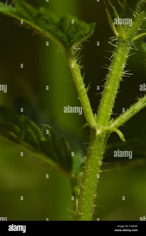 Cause Of Nettle Rash Common Stinging Nettles In Close Up Detail Showing