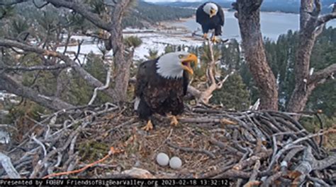 VIDEO: All eyes on nesting eagles protecting eggs from winter storm