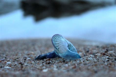 Blue Bottle Jellyfish Animal - Free photo on Pixabay - Pixabay