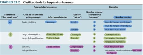 Fichas De Aprendizaje Herpes Virus Virus Herp Ticos Quizlet