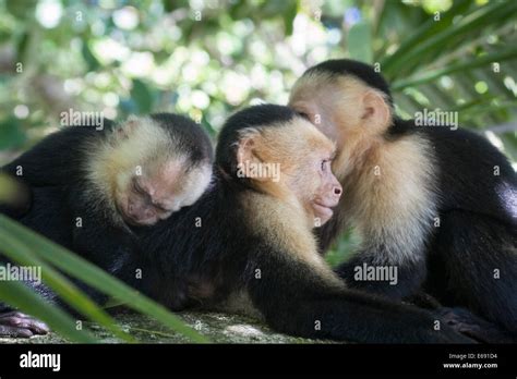 Group Of Capuchin Monkeys Cebus Capucinus In The Lowland Tropical