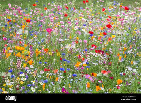 Wildflowers wildflower cornflower meadow hi-res stock photography and images - Alamy