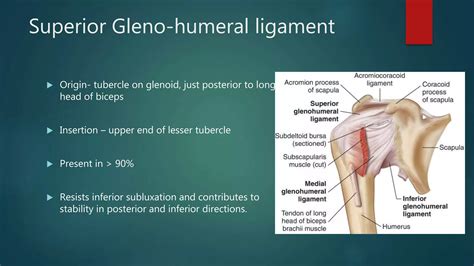 Recurrent Shoulder Dislocation And Management PPT