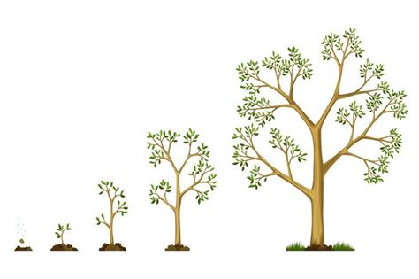 Stages growth of tree from | Tree growth, Tree drawing, Tree seedlings