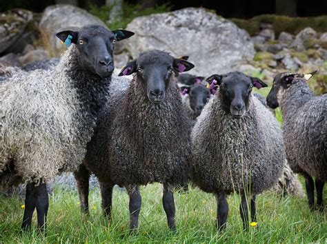 Mysten Fårskötsel Och Skogsbruk