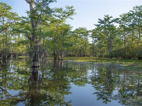 Atchafalaya Swamp Saving Wilderness The Heart Of Louisiana