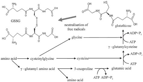 Scheme Of Glutamyl Cycle The Synthesis Of Gsh According Particular