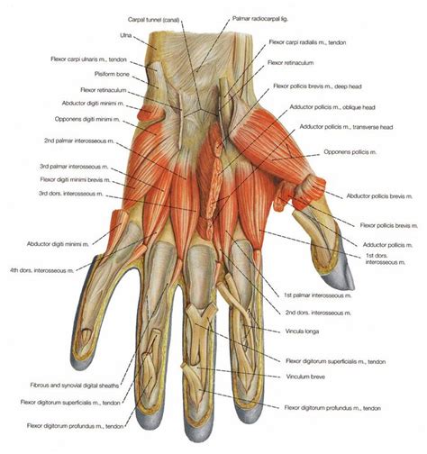 netter rib cage - Google 검색 | Anatomie main, Anatomie du corps
