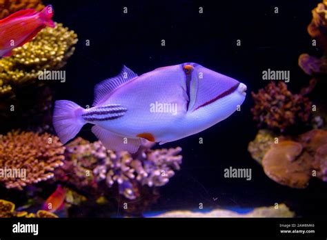 Arabian Picasso Triggerfish Rhinecanthus Assasi The Arabian Picasso