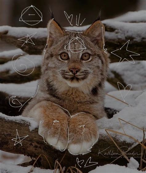 A Cat Is Sitting In The Snow With His Paw On A Log And Hearts Drawn All