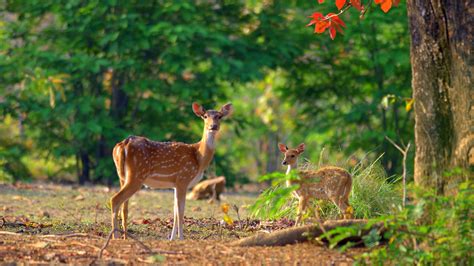 Jim Corbett National Park - History, Location, Details, Ticket Price ...