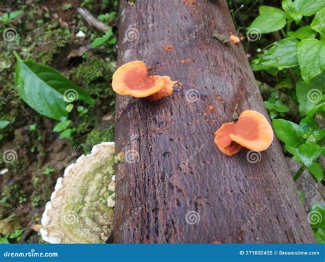 Mushrooms Growing On Tree Trunks Stock Image Image Of Environment