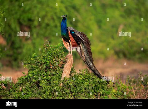 Indian Peafowl Pavo Cristatus Adult Male On Branch Bundala