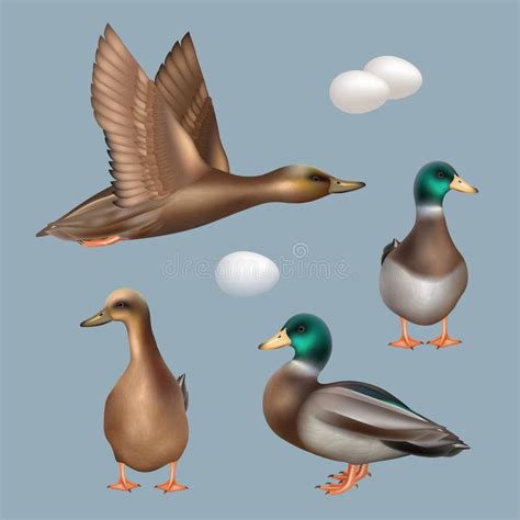 Ducks Wild Birds Flying Ducks Decent Vector Realistic Template Stock