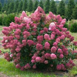 Hydrangea Paniculata Fire Light Drvenasta Hortenzija