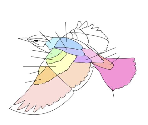 Feather Diagram 2 Diagram | Quizlet